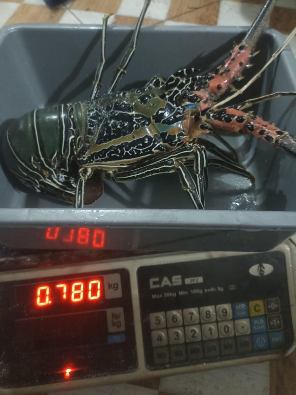 Live Painted Lobster(Panulirus Versicolor) from Indonesia